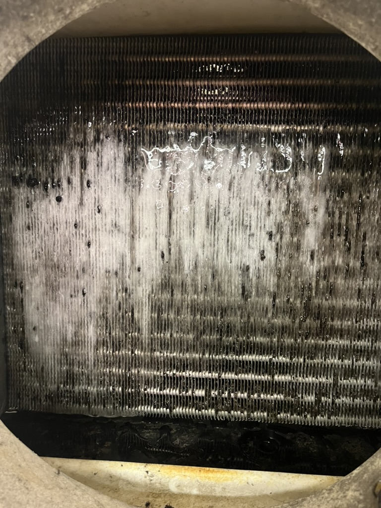 Cellar cooler evaporator coil during chemical cleaning